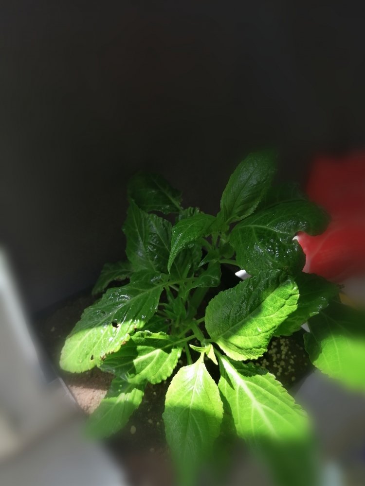 IMG_20200621_120115.jpg