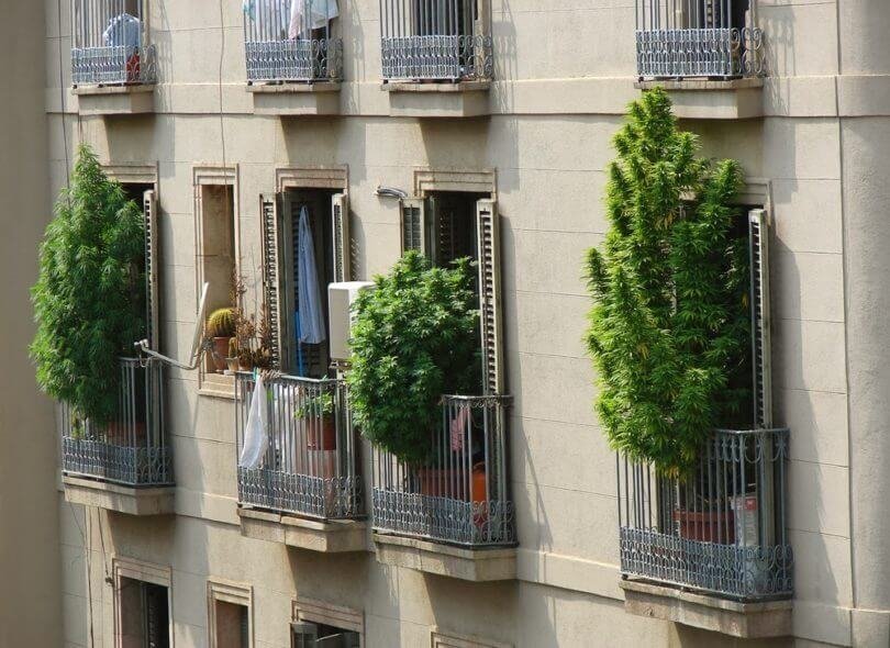 cannabis-grow-barcelona(1).jpeg