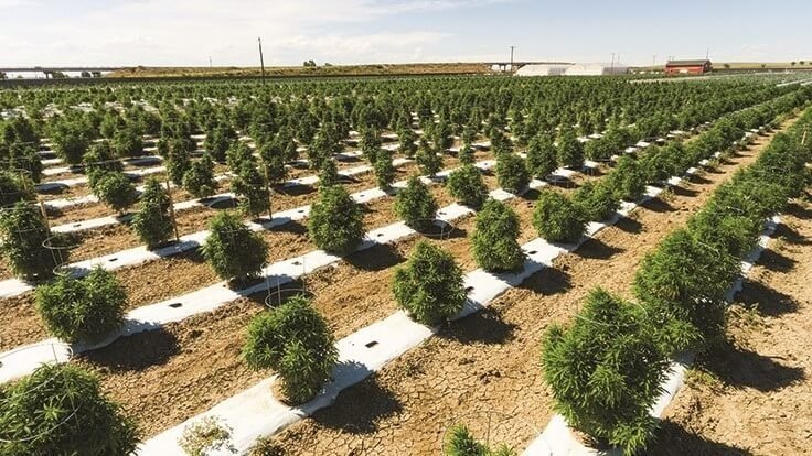 cannabis-grow-outdoor-usa(1).jpg