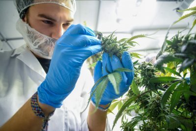 cannabis-horticulture(1).jpg