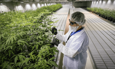 cannabis-industry-workers(1).png