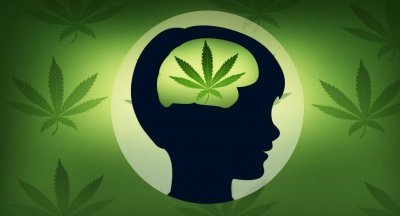 cannabis-iq-test.jpg