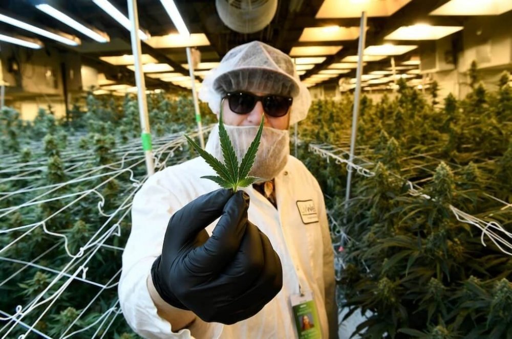cannabis-israel-test(1).jpg
