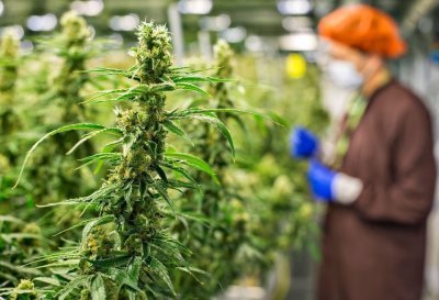 cannabis-nmh.jpg