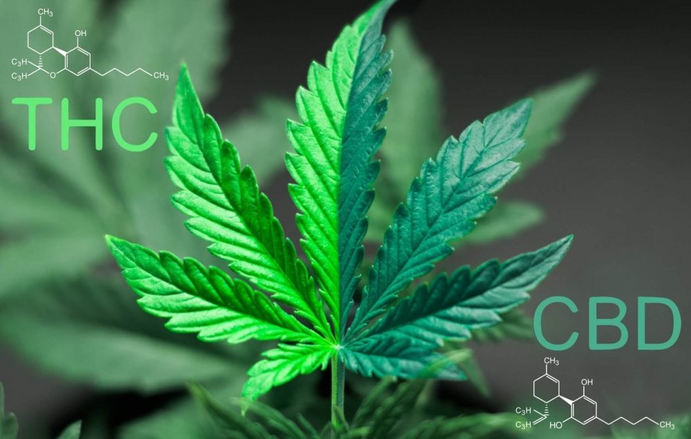 cannabis-thc-cbd-migraine(1).jpg