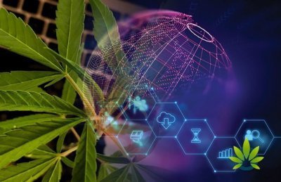cannabis-track-blockchain(1).jpg