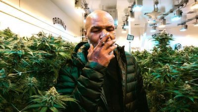 cannabis-tyson.jpg