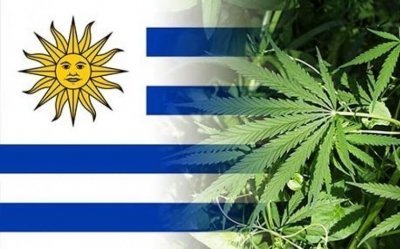 cannabis-uruguay-export(1).jpeg