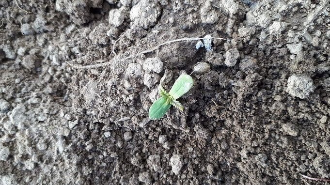 cannabis-vologda-grow(1).jpg