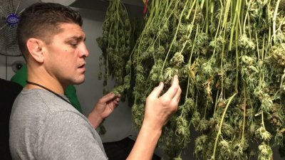 nick-diaz-cannabis(1).jpeg