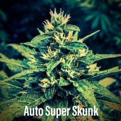 Auto Super Seeds (SS)1
