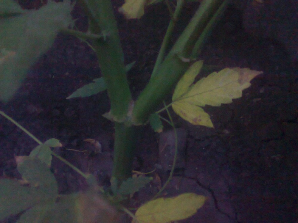 1609313609_0220.thumb.jpg.11166ff0a09c71adbbac9aa82be88e0c.jpg