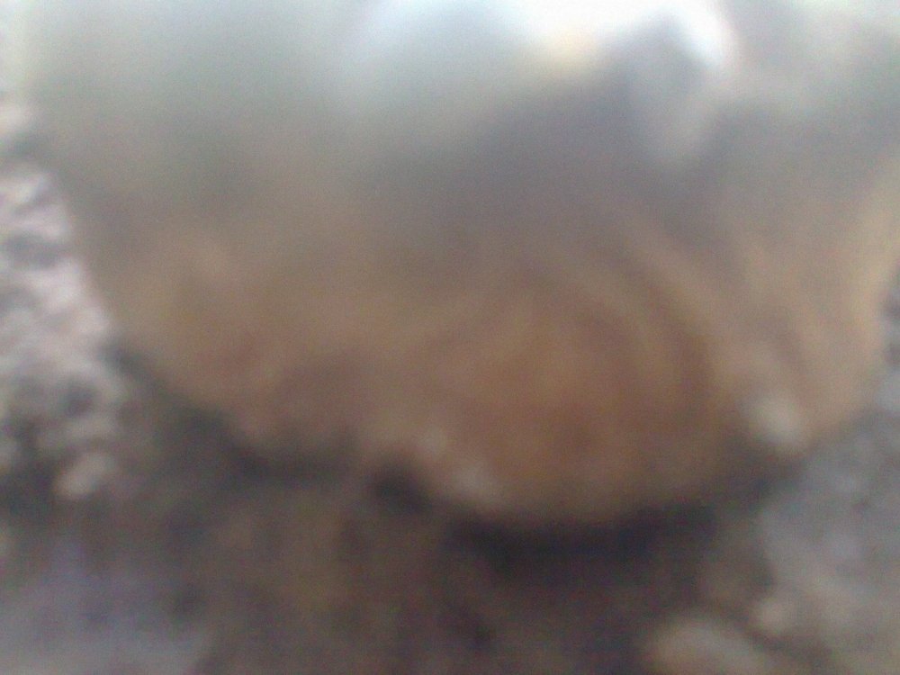 2038511100_0196.thumb.jpg.f249e45c1bb3e999454a1e382b2a7ca4.jpg