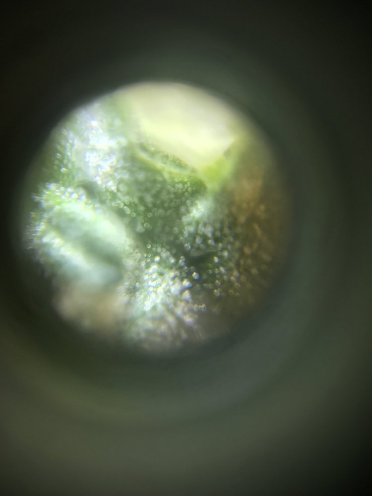 46.thumb.jpg.18af59d7d5eaab7f81099e041c3d169a.jpg