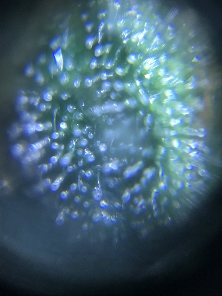 54.thumb.jpg.30070c30531eb1314c1796c81211362e.jpg