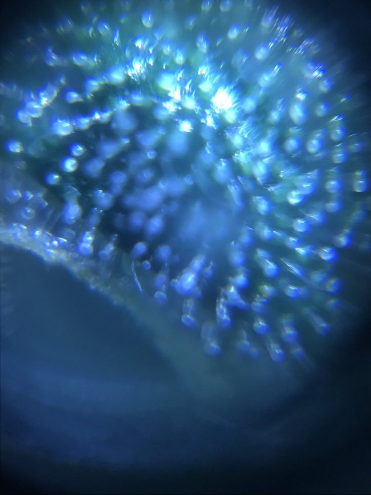 55.thumb.jpg.8b0a868652d486ac69099192f942a9e6.jpg
