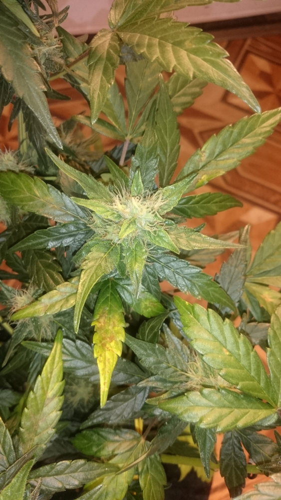 DSC_0127.JPG