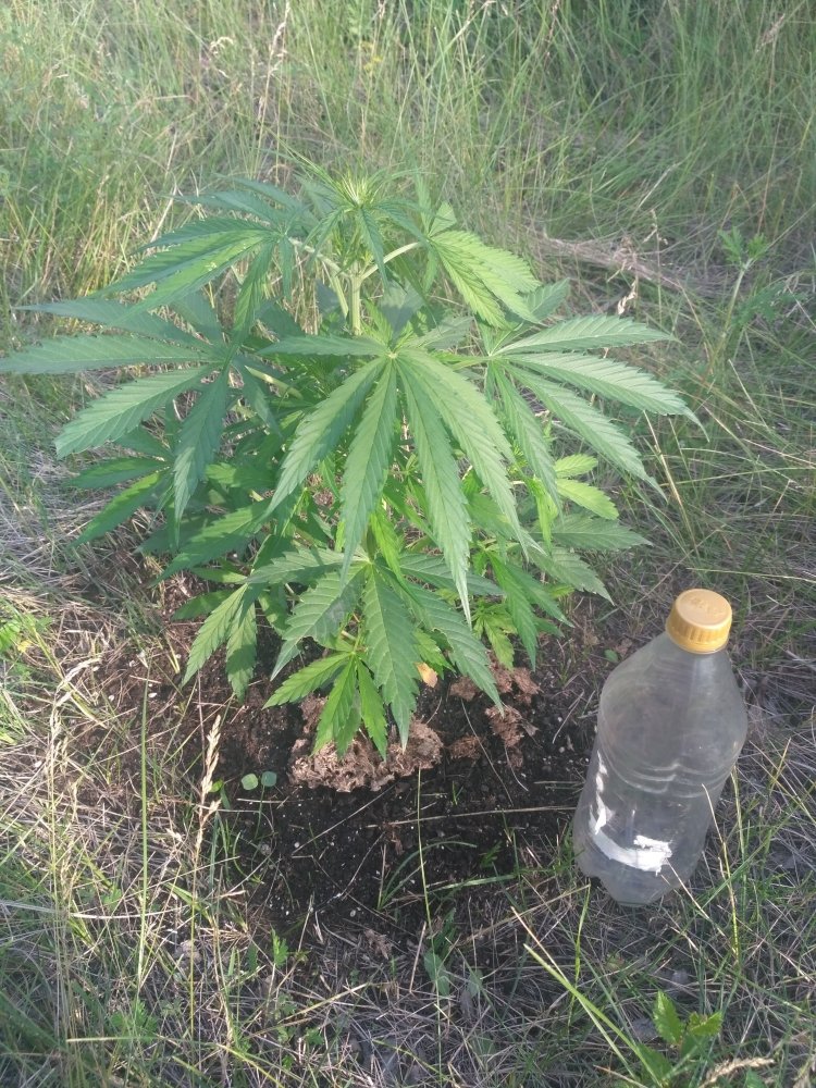 IMG_20200701_184051.thumb.jpg.d641e7ebaad393ffaf2b0e1d600a6c74.jpg