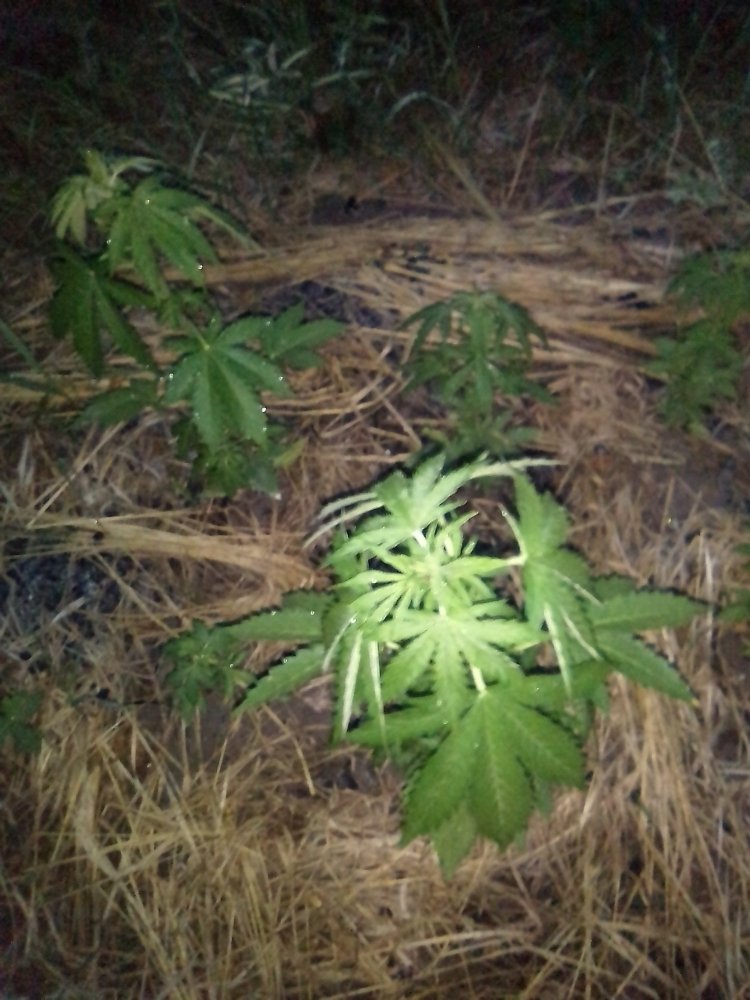 IMG_20200710_224210.jpg