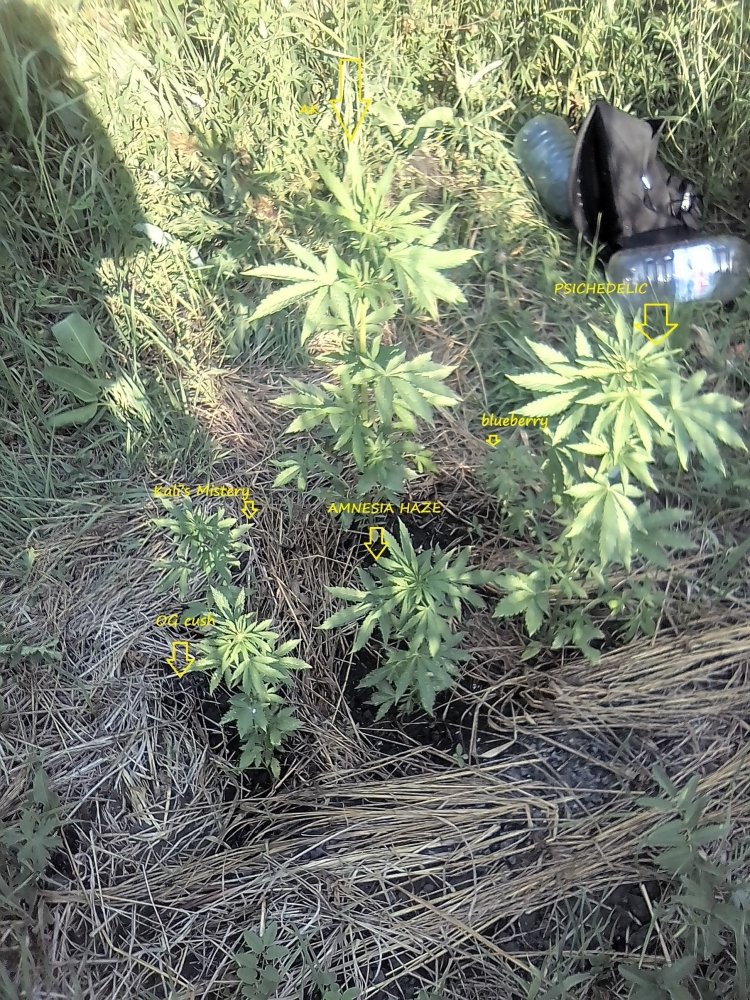 IMG_20200714_184958.jpg
