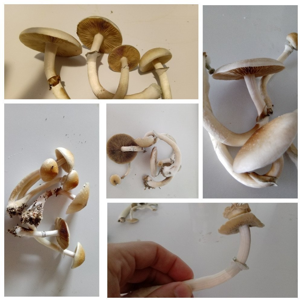 MyCollages.jpg