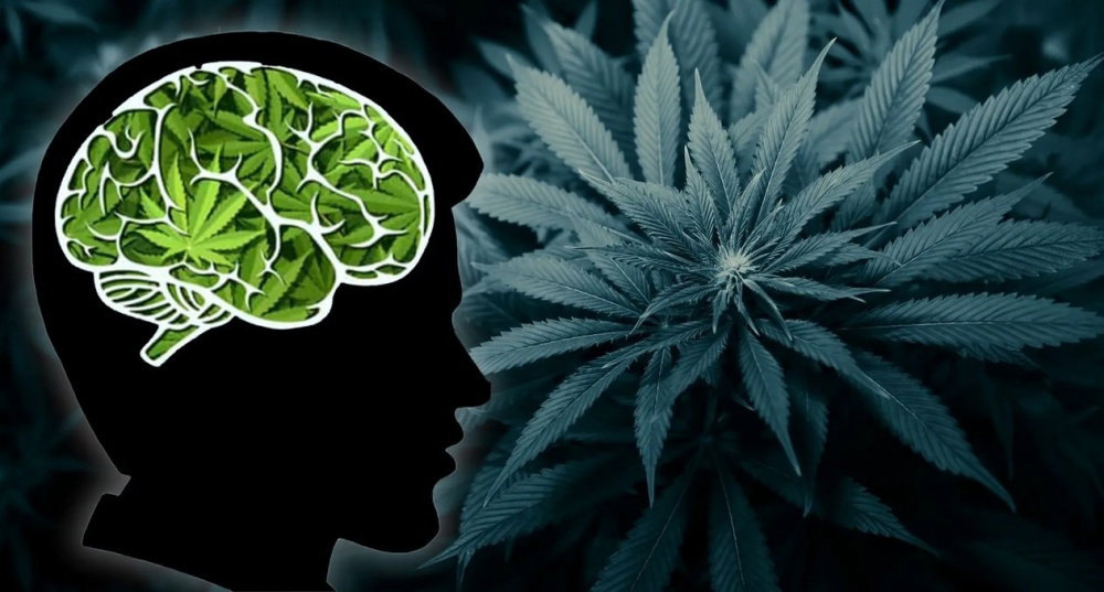 cannabis-brain-effect.png