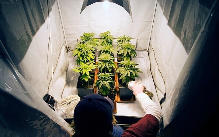 cannabis-home-grow-covid.jpg