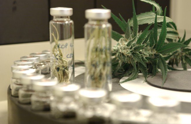 cannabis-testing-fda.jpg