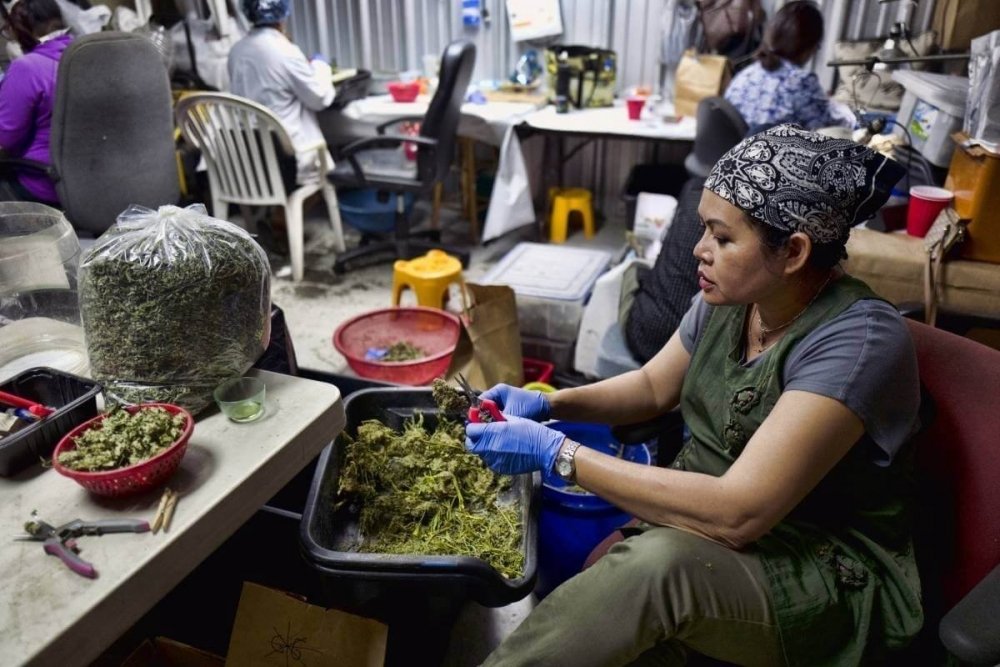 cannabis-trimming-thailand(1).jpeg