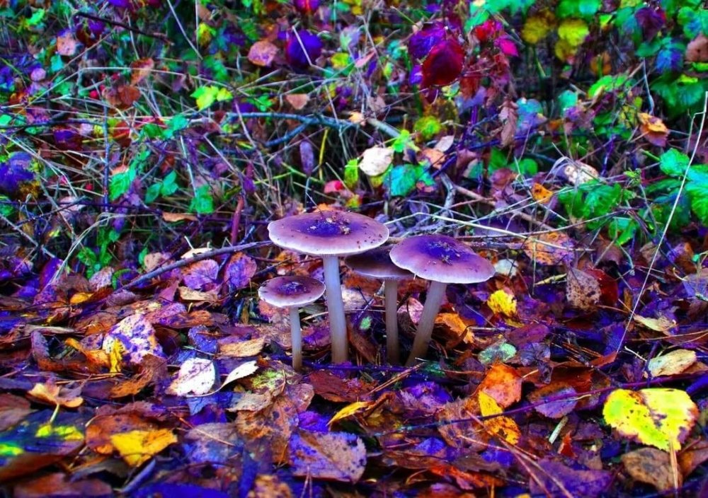 psilocybin-trip-intense(1).jpg
