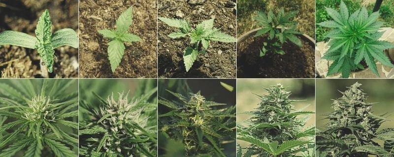 выращивание марихуаны по дням
