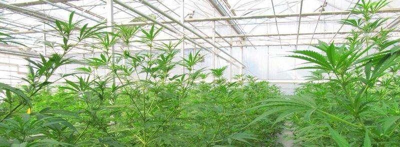 выращиваем в теплице марихуану