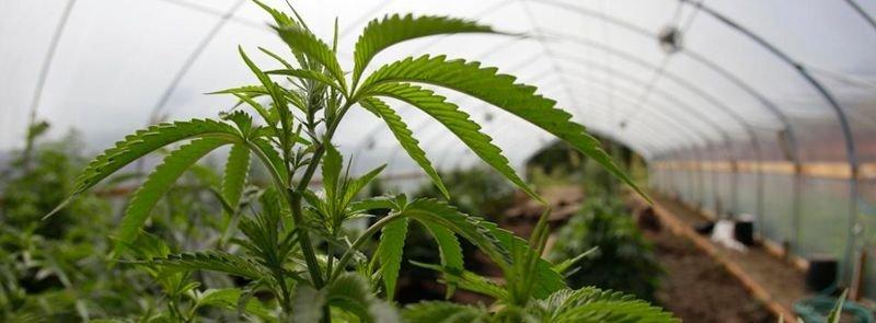 Выращивают ли коноплю в теплице семена регулярной марихуаны
