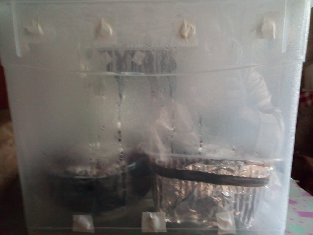 142487361_IMG_20200812_1220471.thumb.jpg.cbd017b5c58a88d8f5e8b90def77f18e.jpg