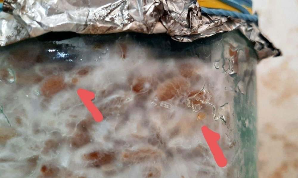 15.thumb.jpg.604d2522bf5b140704bdb5ad45e5a2e2.jpg