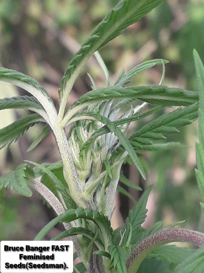 20200820_170314.thumb.jpg.6c1751a5f965219c5d9a35fddd4aeb81.jpg