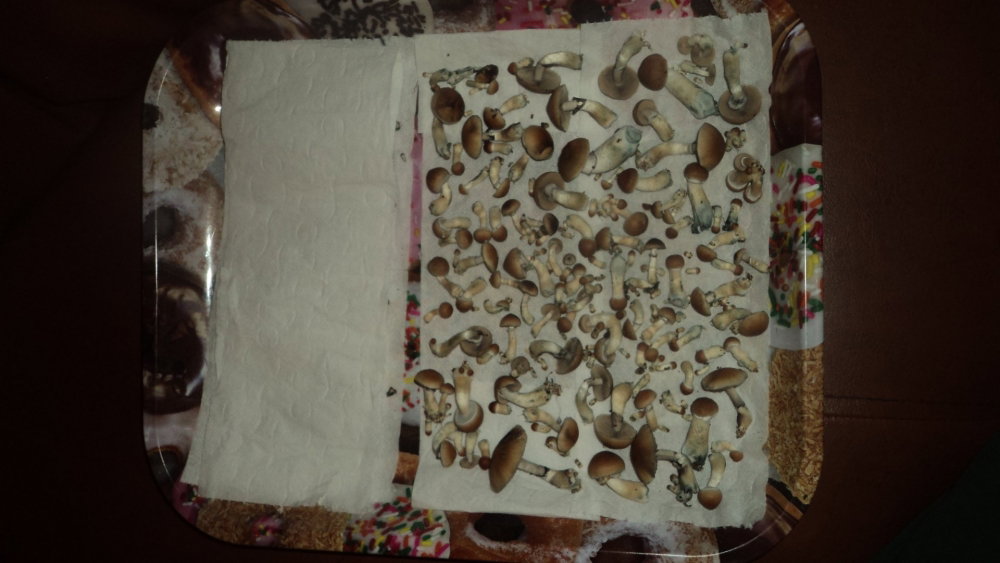 DSC00194.thumb.JPG.727afbdce0a985f3257cd37b3cfb6012.JPG