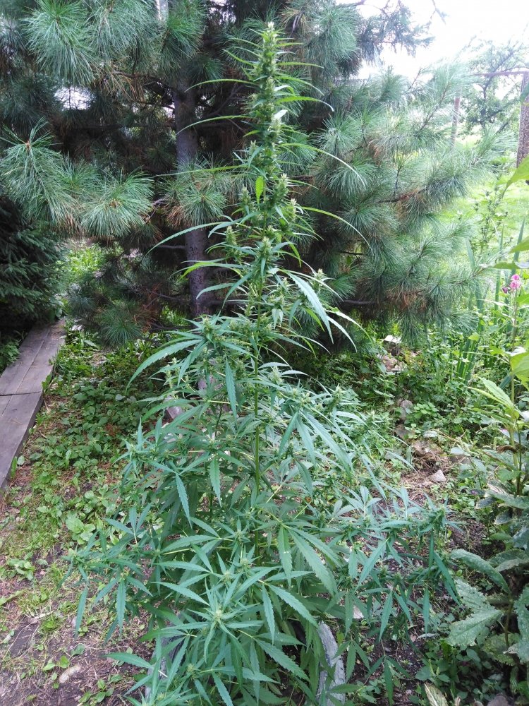 IMG_20200815_175444.jpg