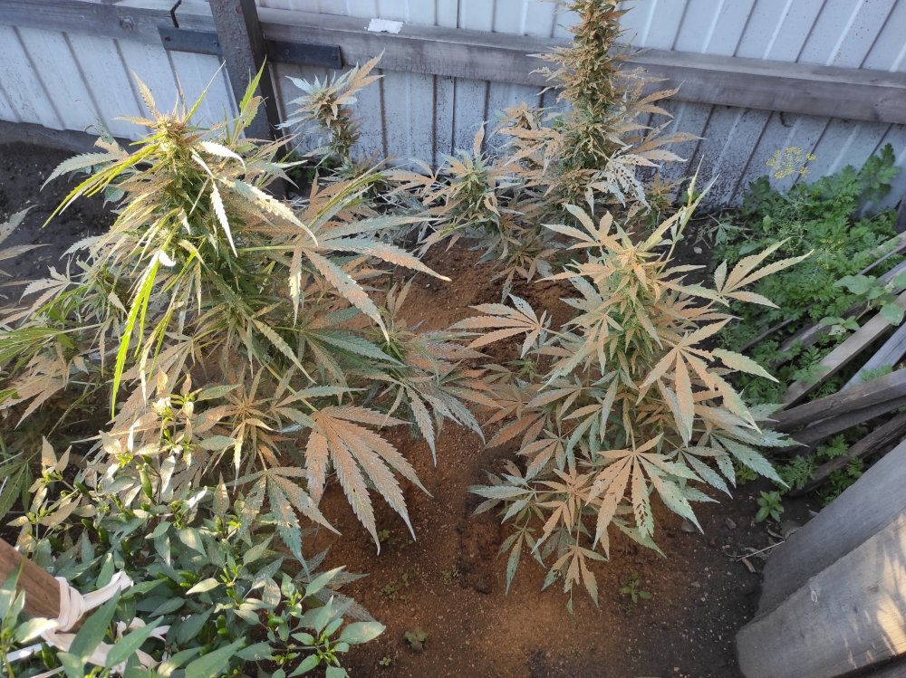 IMG_20200818_185030.thumb.jpg.c94c3dd25edf8fd675025f39aea4b072.jpg
