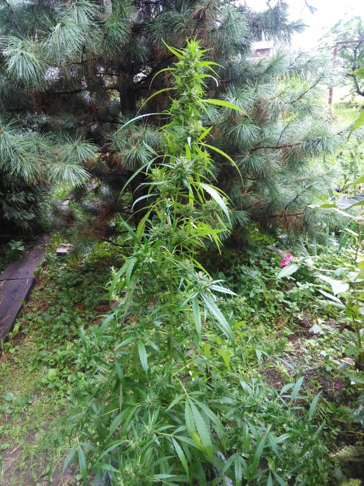 IMG_20200830_123515.jpg