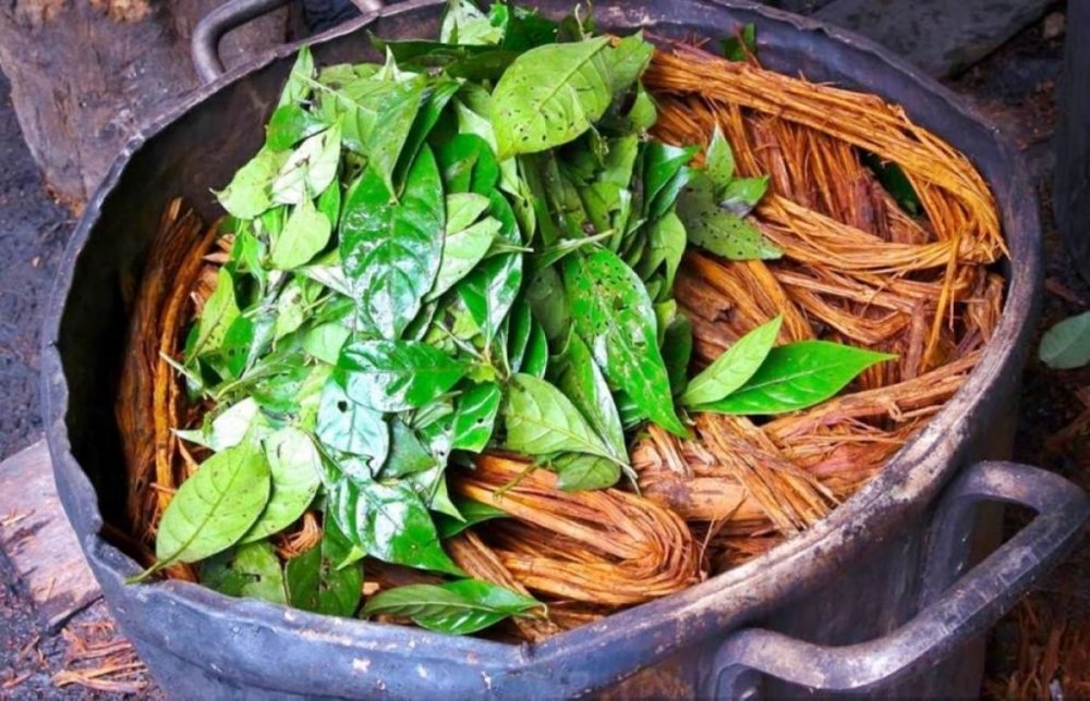 ayahuasca.jpg
