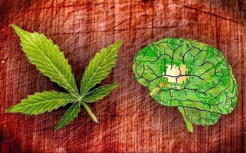 cannabis-brain(1).jpg