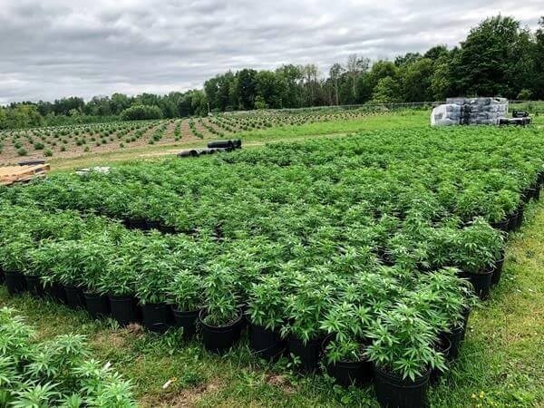 cannabis-grow-canada-outdoor(1).jpg