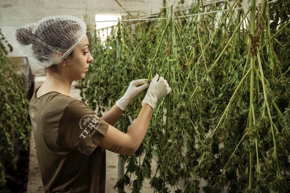 cannabis-grow-israel(1).jpg