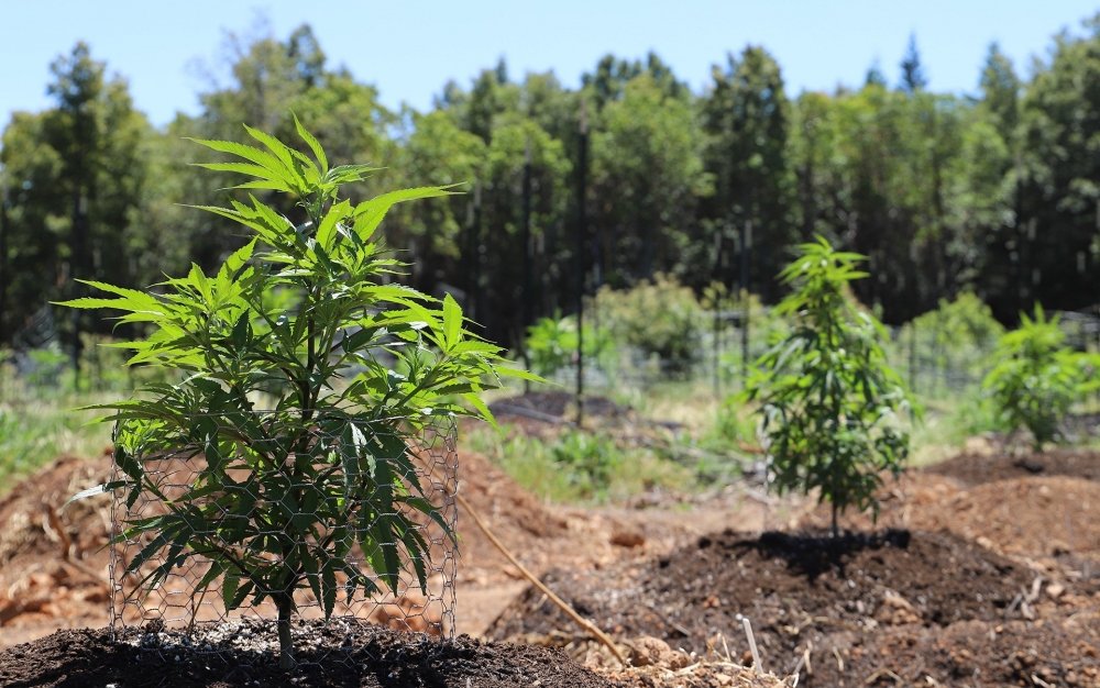cannabis-grow-outdoor-canada.jpg