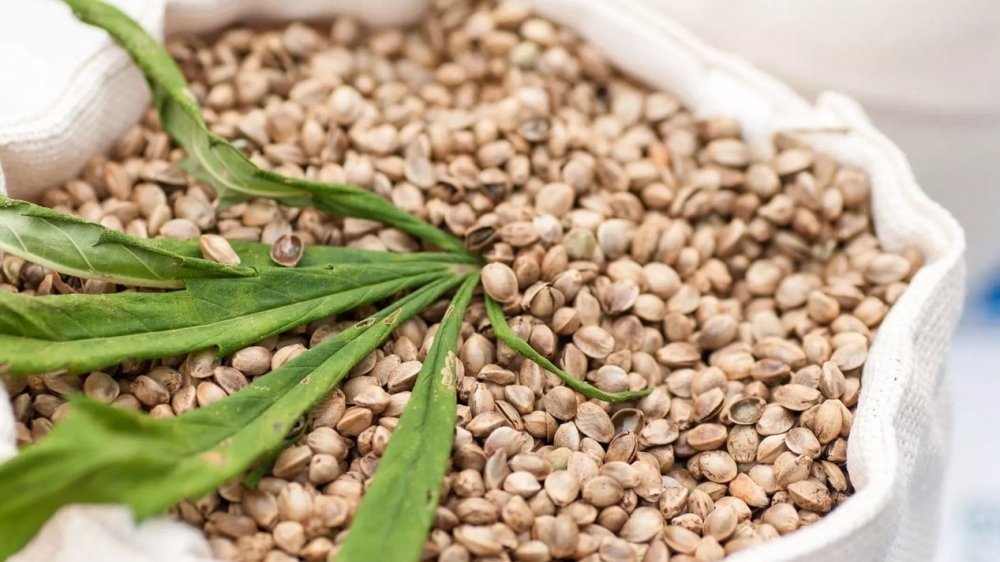 cannabis-seeds.jpg
