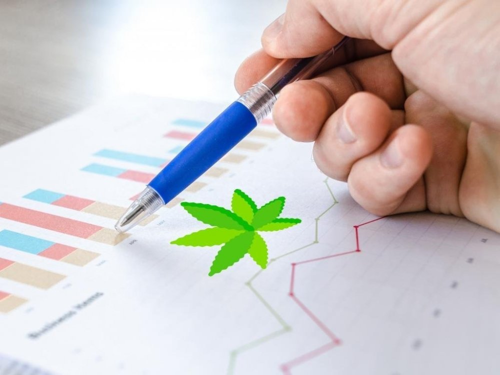 cannabis-stats-deaths.jpg