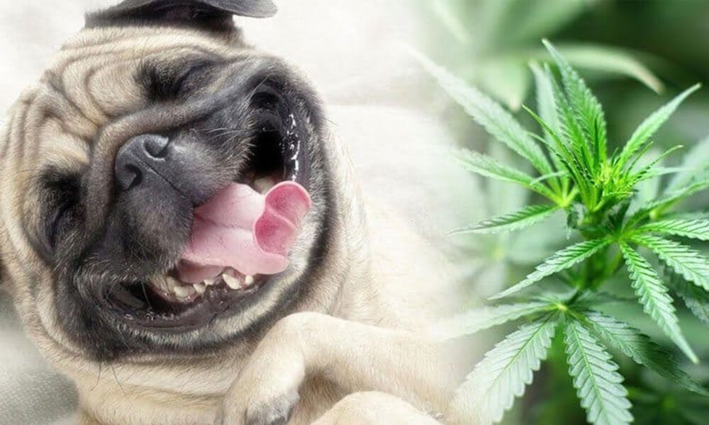 cbd-for-pets(1).jpg