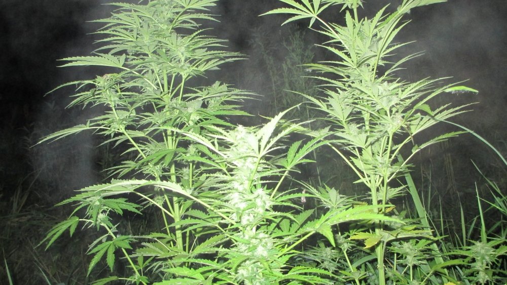 imgonline-com-ua-dexifoozNcWhh1huU.thumb.jpg.4201b896ef08ef70bd69ffe2ce70d4a3.jpg