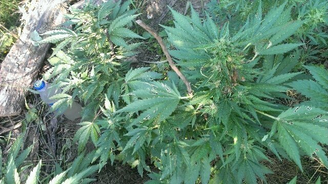 tmp-cam--1461622227.thumb.jpg.be74e4f8f4490c54dcd850b689c9990e.jpg